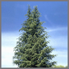 conifer